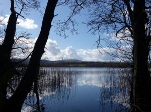 Woodland edges of Castle Loch